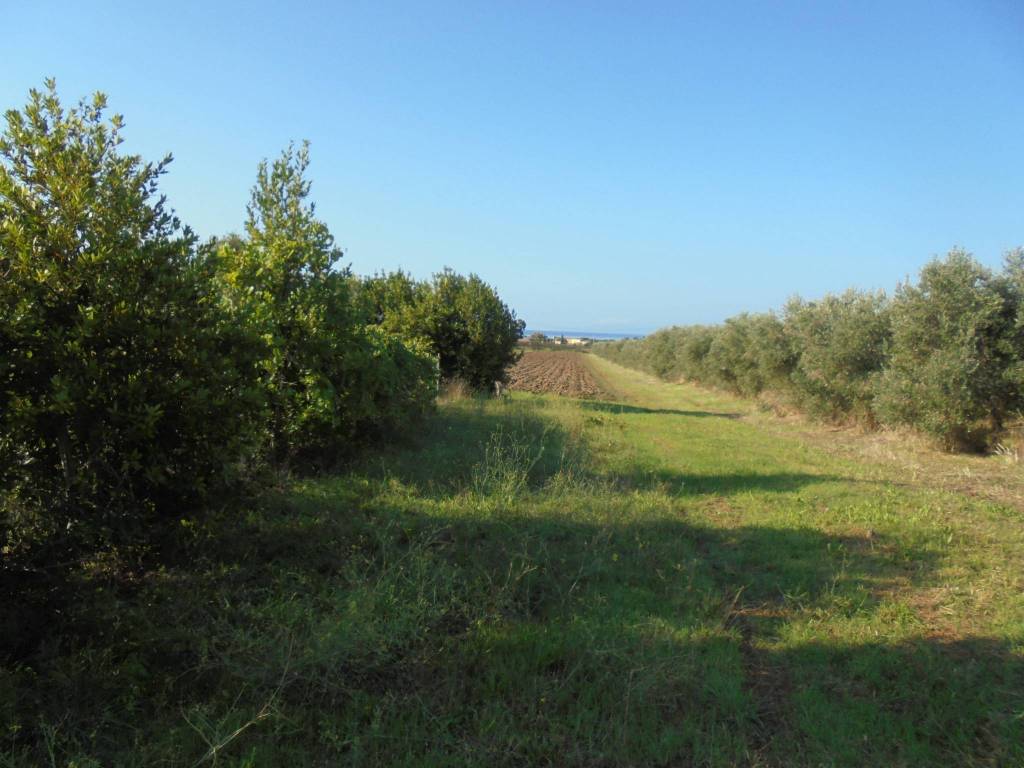 Terreno agricolo strada provinciale vecchia aurelia, piombino