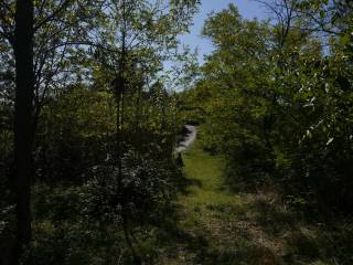 Vista