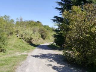 Zona