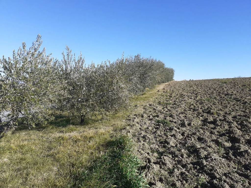 Terreno non edificabile, cingoli