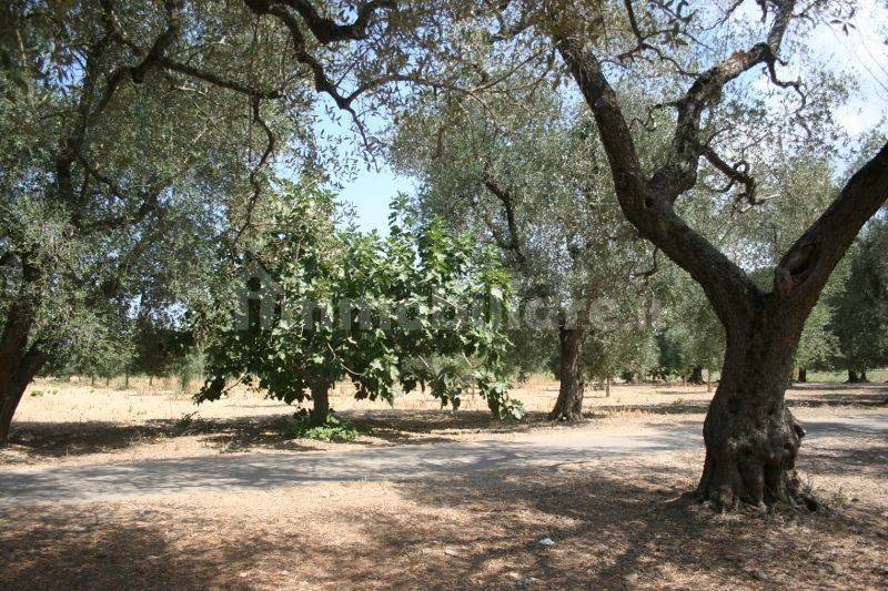 Immagine 059 (800x533).jpg