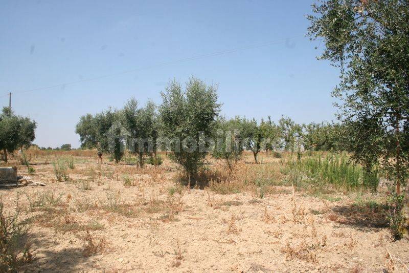 Immagine 019 (800x533).jpg