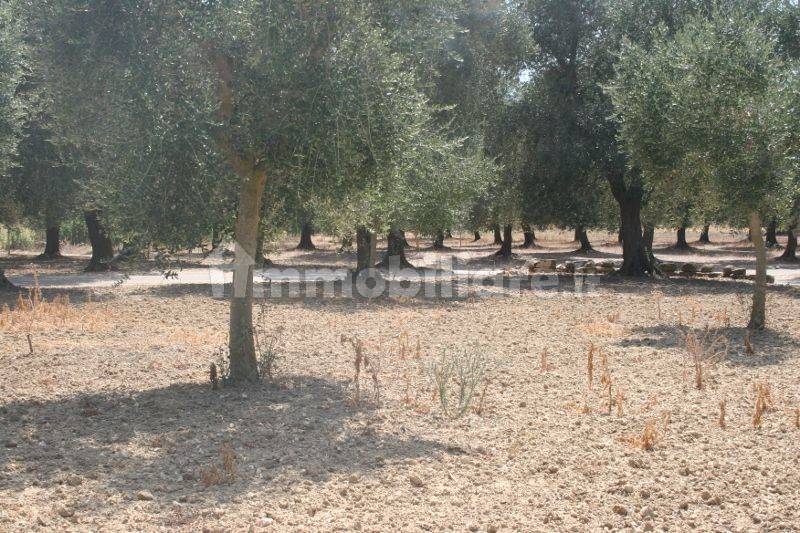 Immagine 027 (800x533).jpg