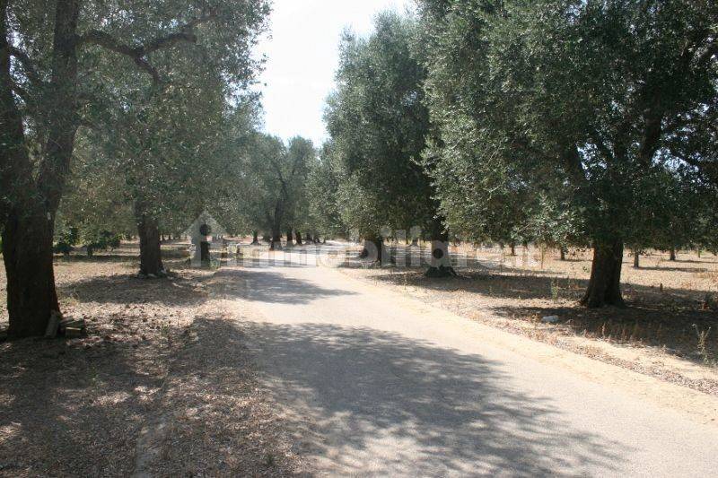 Immagine 031 (800x533).jpg