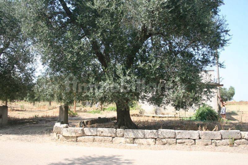 Immagine 033 (800x533).jpg