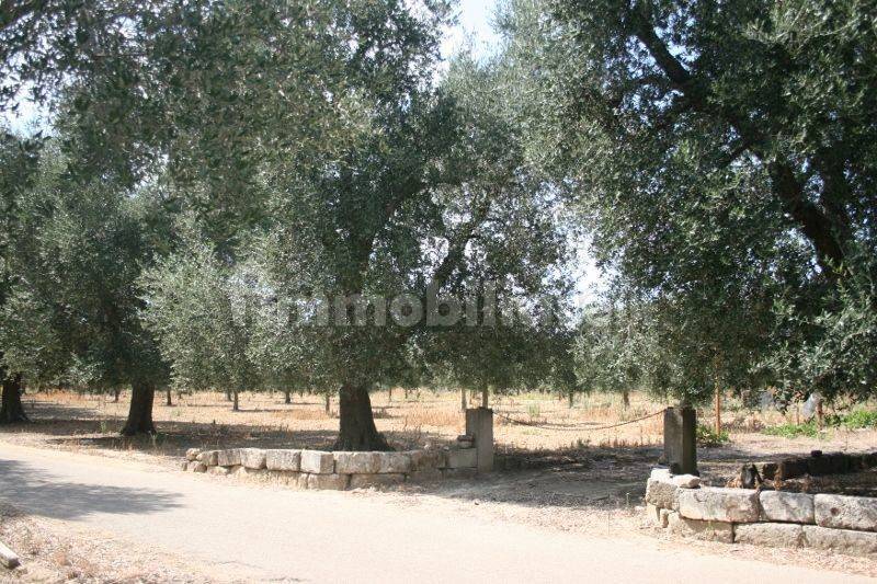 Immagine 034 (800x533).jpg