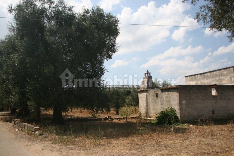 Immagine 036 (800x533).jpg