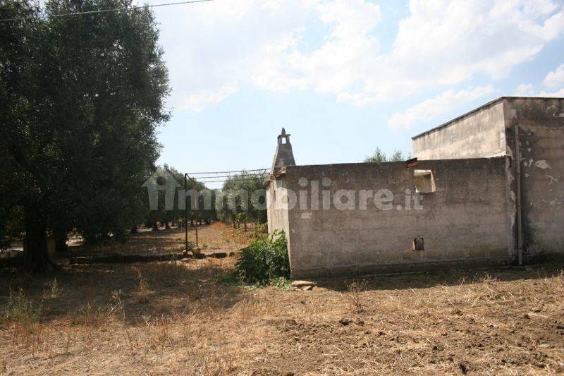 Immagine 041 (800x533).jpg