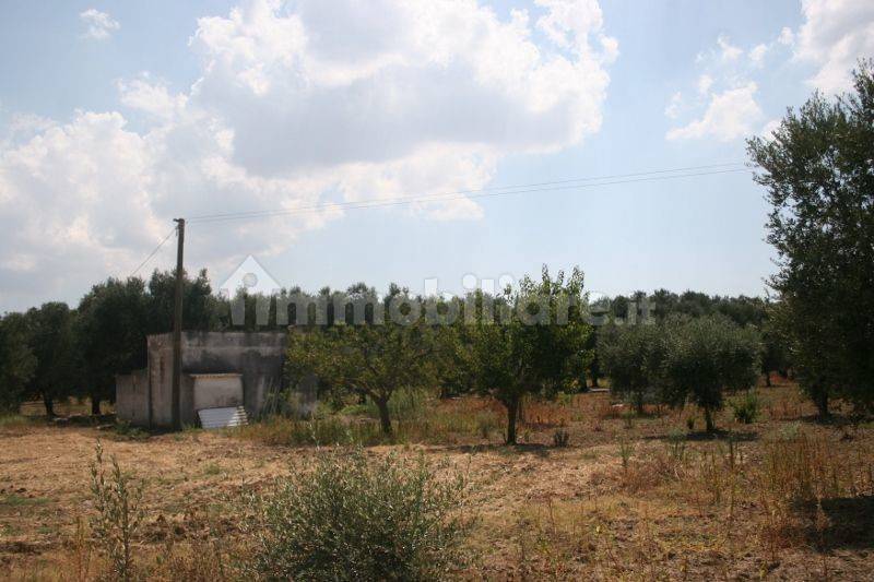 Immagine 043 (800x533).jpg