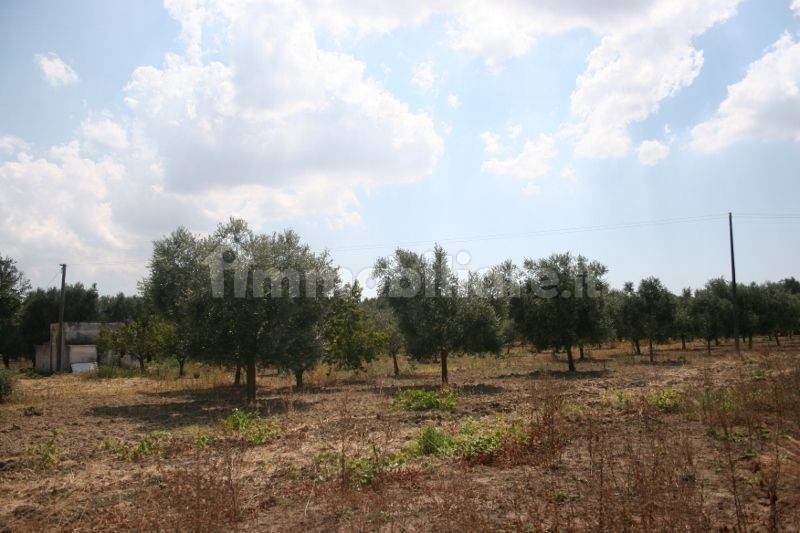 Immagine 044 (800x533).jpg