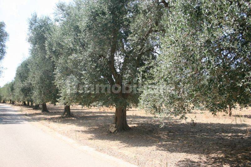 Immagine 054 (800x533).jpg