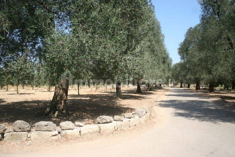 Immagine 056 (800x533).jpg