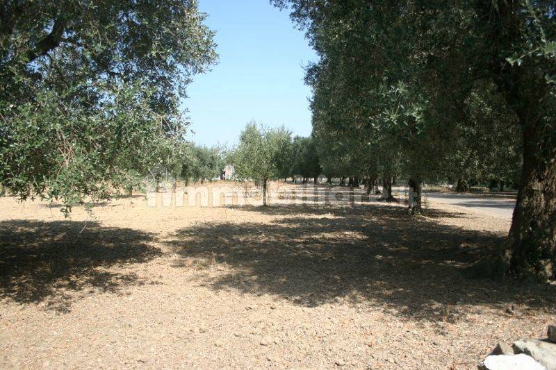 Immagine 058 (800x533).jpg