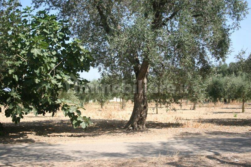 Immagine 060 (800x533).jpg