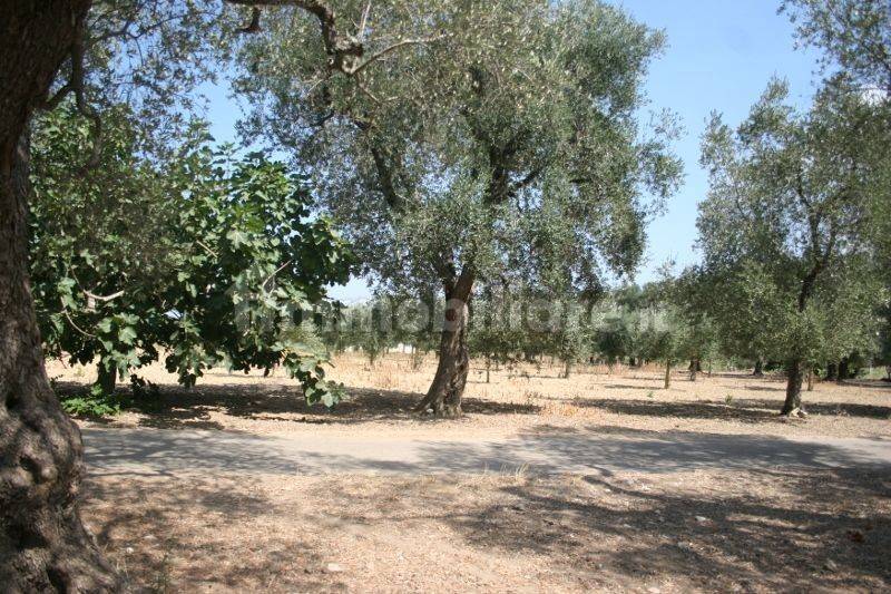 Immagine 061 (800x533).jpg