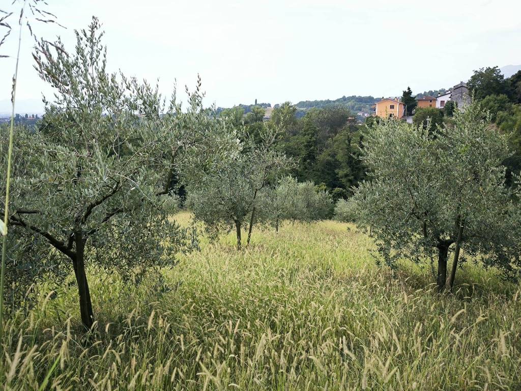 Terreno agricolo via roma, fara vicentino