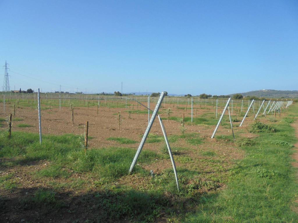 Terreno agricolo località pratini, suvereto