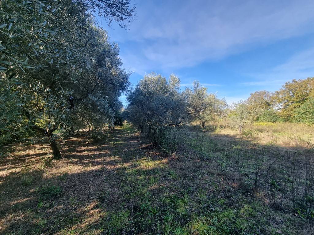 Terreno agricolo felette, torre le nocelle