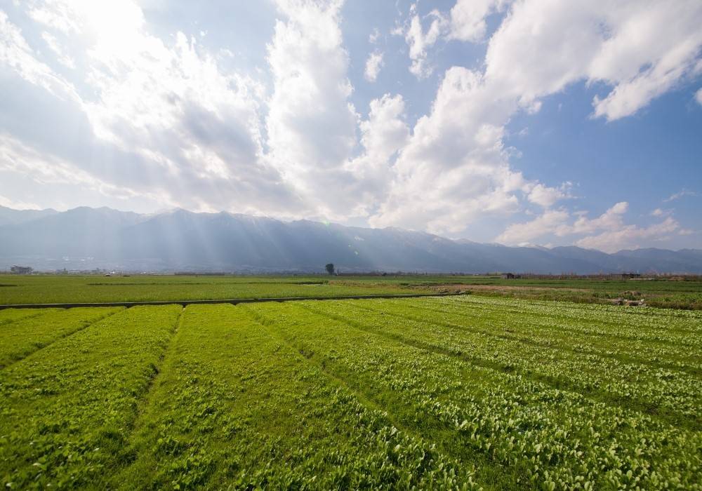 Terreno agricolo, bardolino