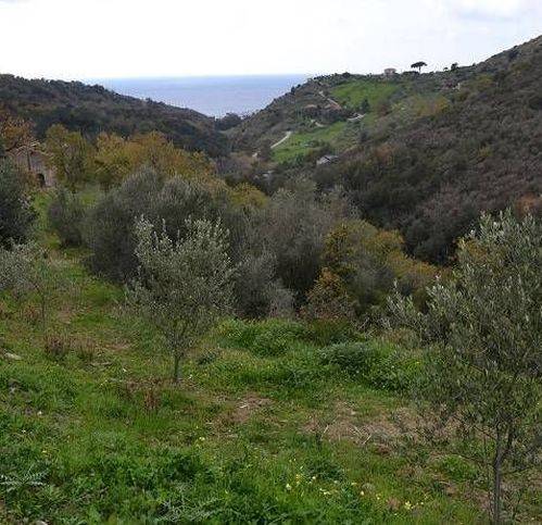 Terreno agricolo, pollica