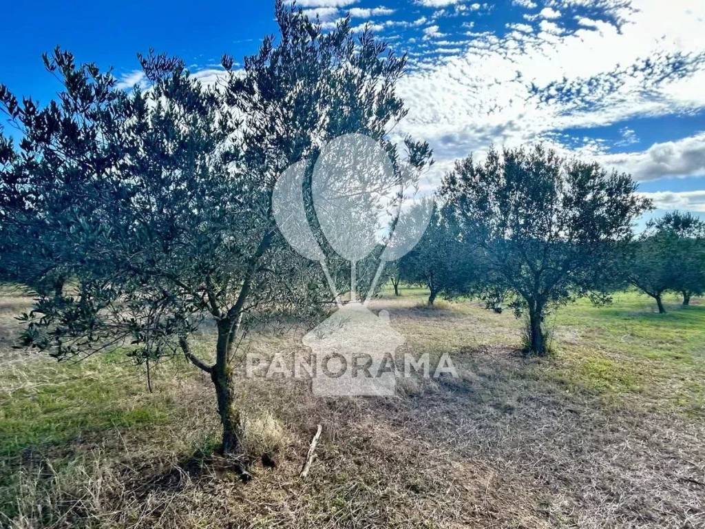 Terreno agricolo contrada manostalla, partinico