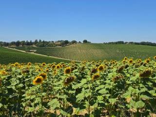 tenuta orvieto  (19).jpg