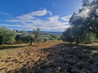 casolare