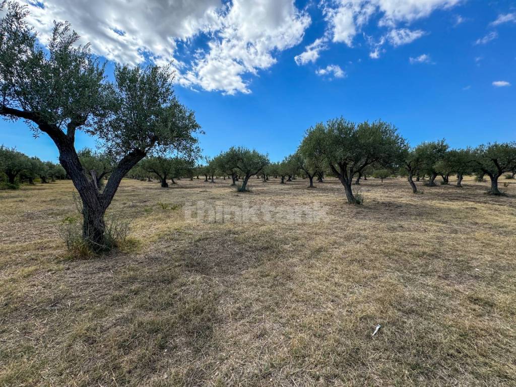 Terreno edificabile sp19, noto