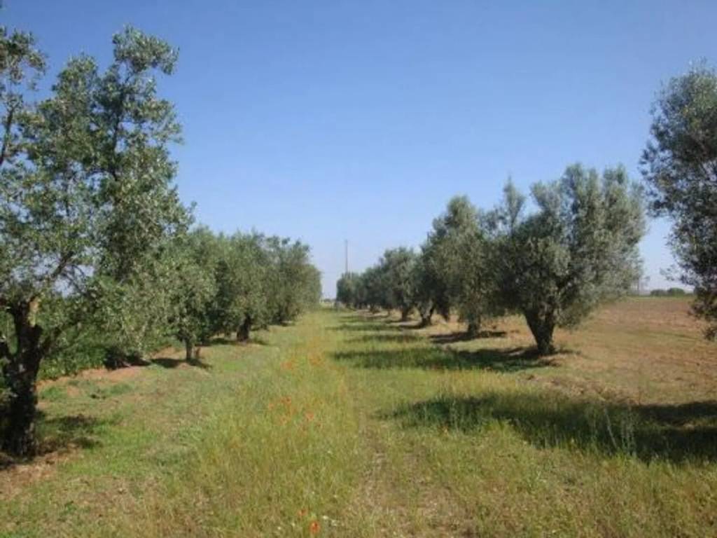 Terreno non edificabile, centro, moscufo