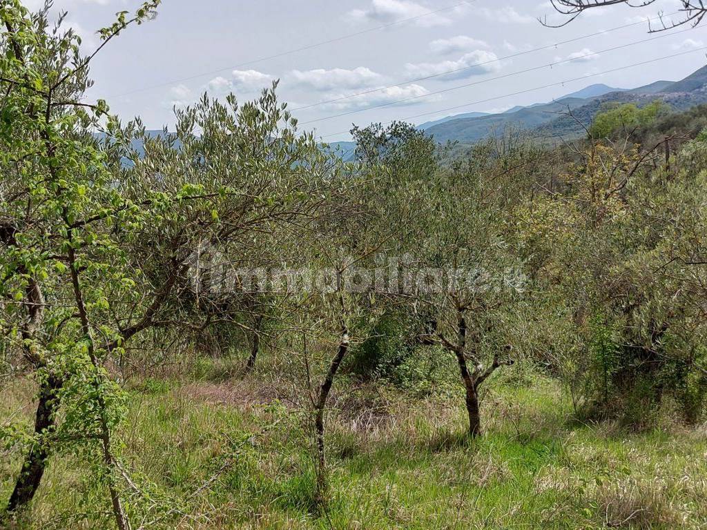 Terreno