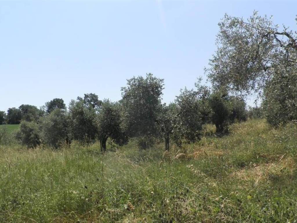 Terreno agricolo strada provinciale poggiberna, castellina marittima