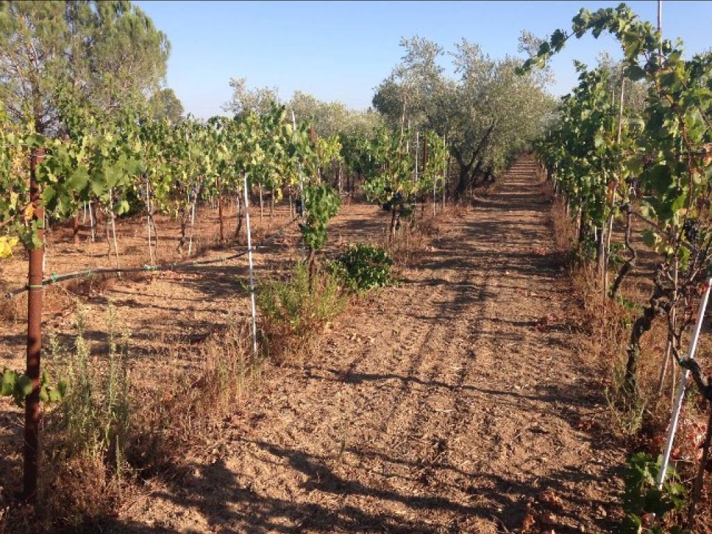 Terreno agricolo strada provinciale dello sbirro, roselle - nomadelfia, grosseto