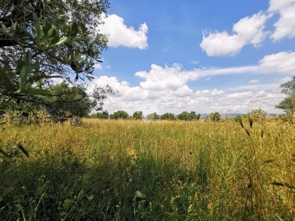 Terreno agricolo strada dei galli, vitorchiano