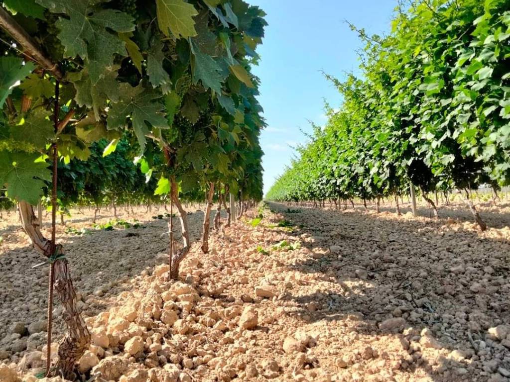 Terreno agricolo autostrada adriatica, orta nova