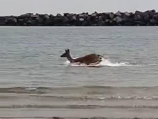 Spiaggia Lido degli Estensi