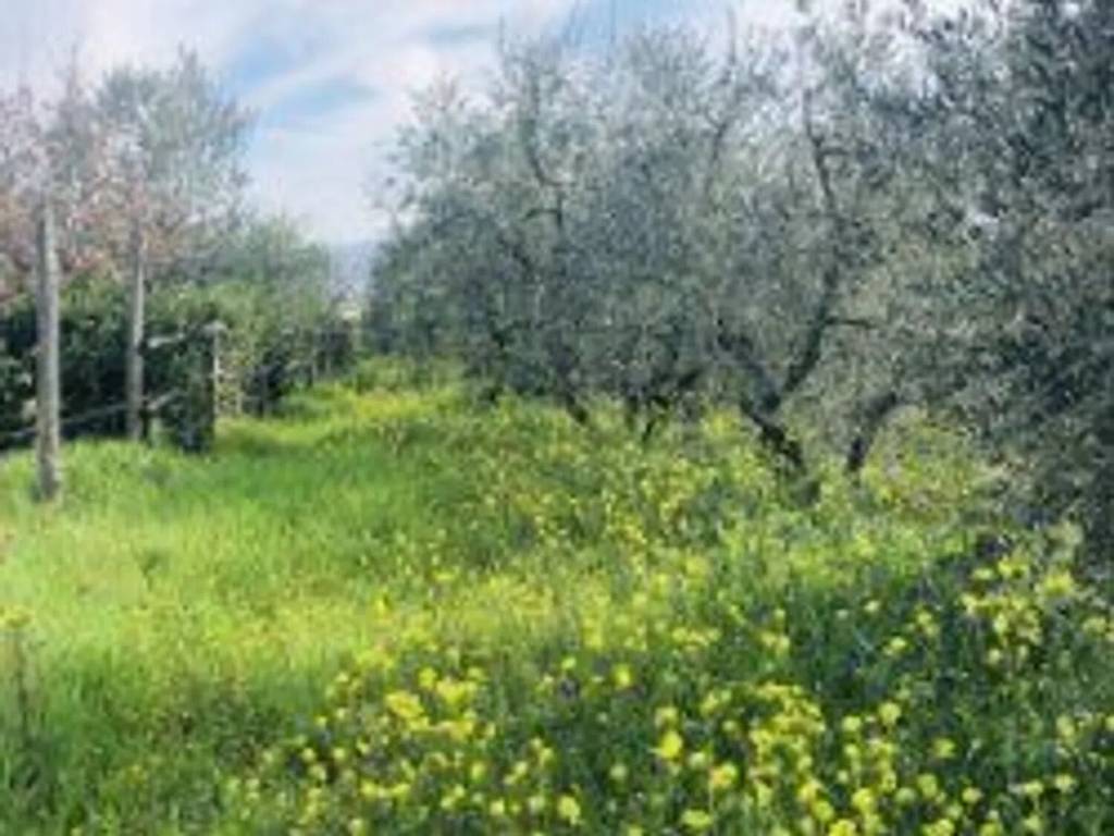 Terreno agricolo, centro, quarrata