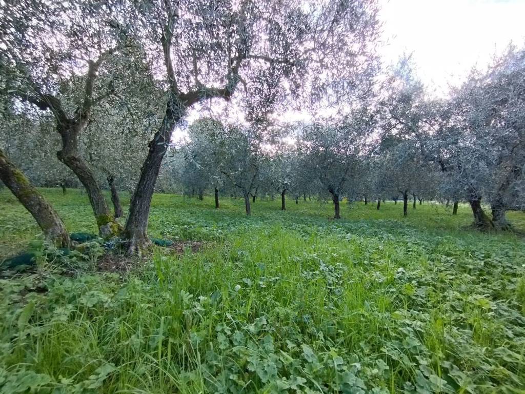 Terreno non edificabile via vecchia fiorentina ii tronco san c., quarrata