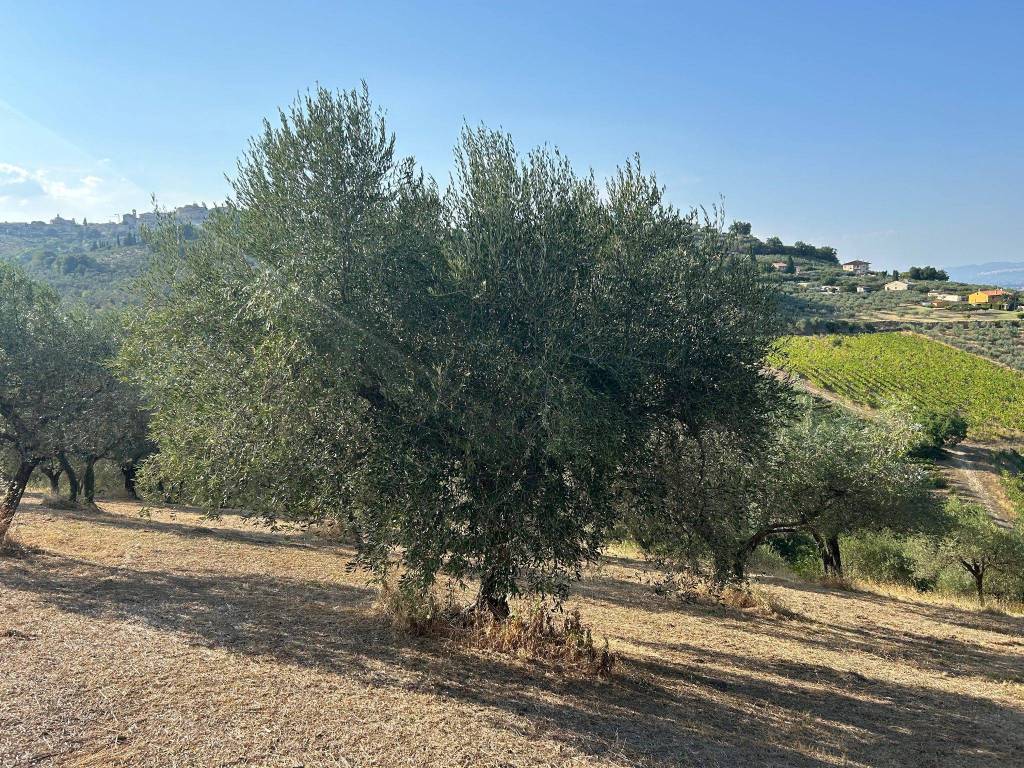 Terreno agricolo frazione turri 11, turri, montefalco