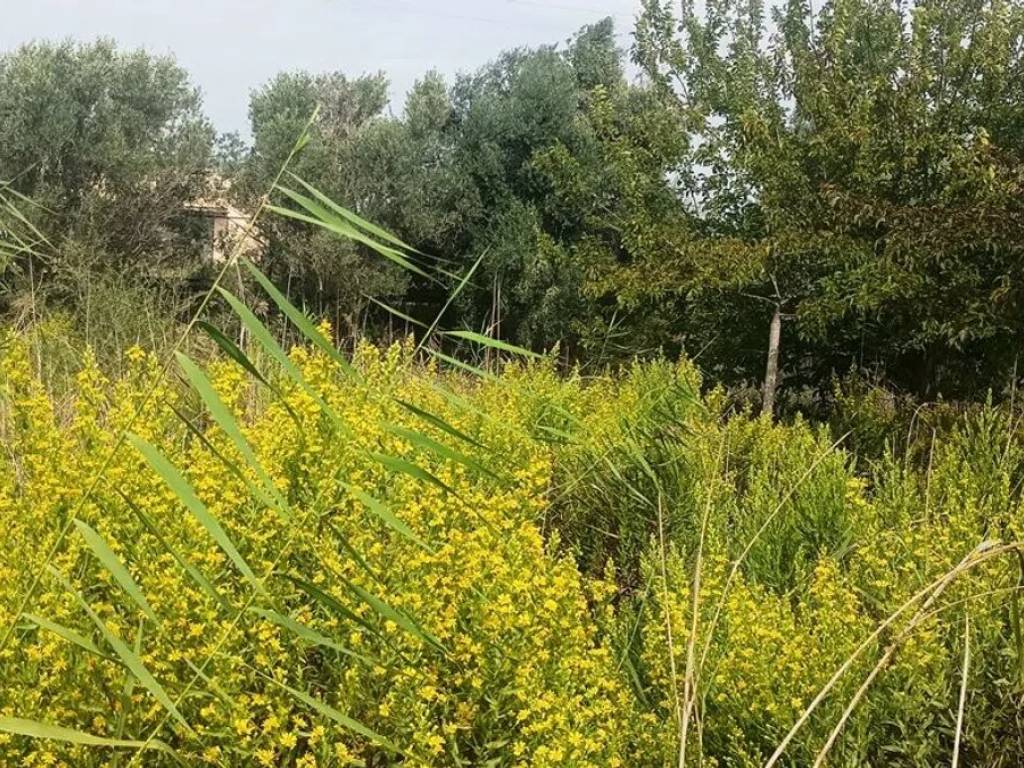 Terreno non edificabile via dell'alloro, pozzallo