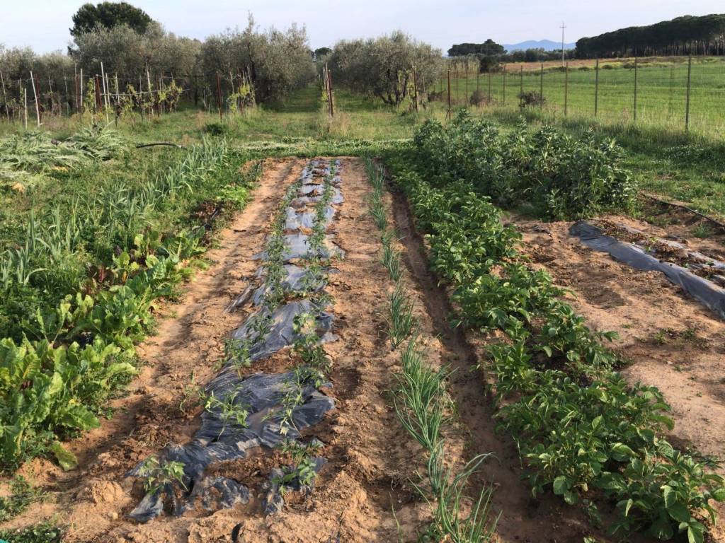 Terreno agricolo strada provinciale dello sbirro, roselle - nomadelfia, grosseto