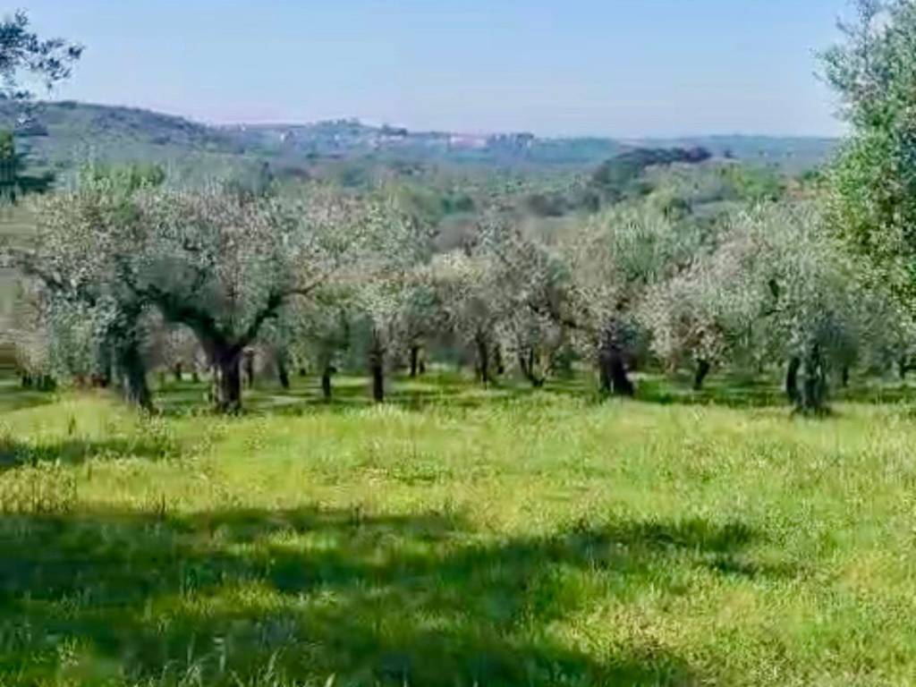 Terreno agricolo via monte lago 12, nerola