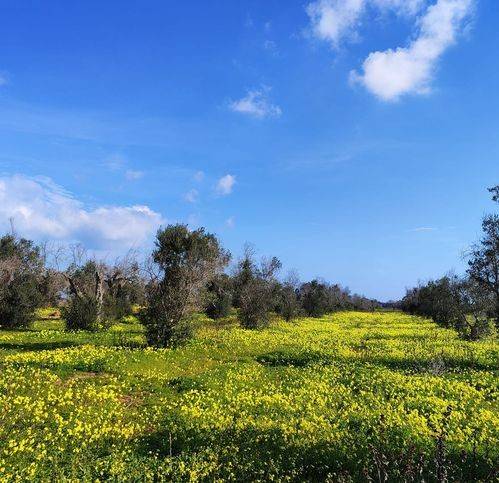 Terreno agricolo g2hm+g8, san pietro vernotico