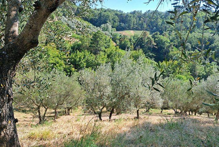 Terreno agricolo via chiantigiana, panzano in chianti, greve in chianti