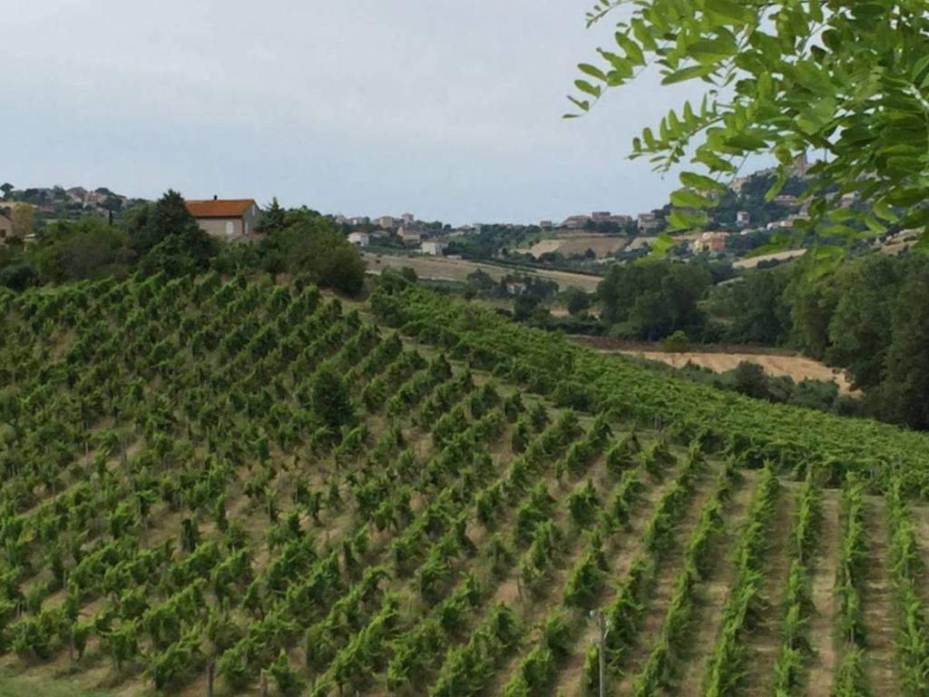 Terreno agricolo santa caterina, sant'elpidio a mare