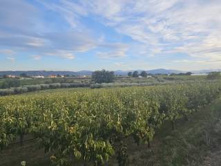 Vista