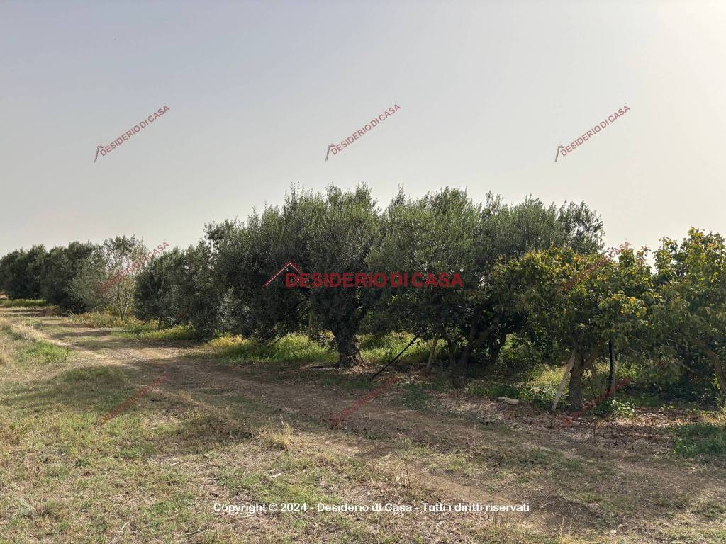 Terreno agricolo strada provinciale di calatubo, partinico
