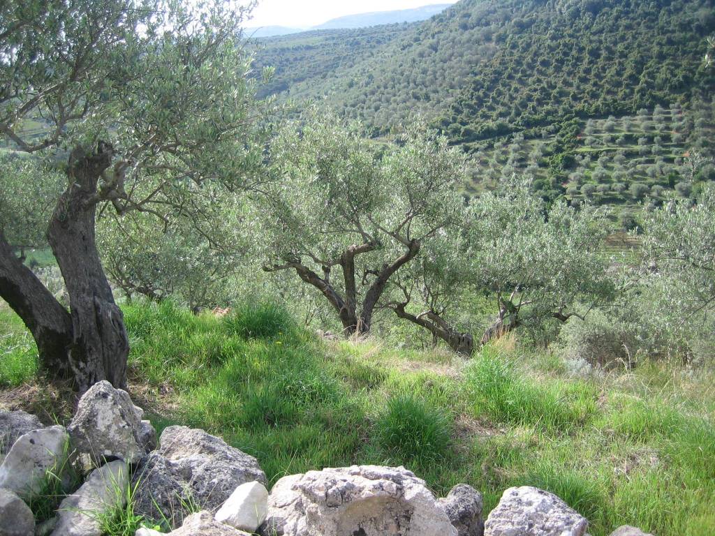 Terreno non edificabile strada vicinale s'iscala de su cherchu, tissi