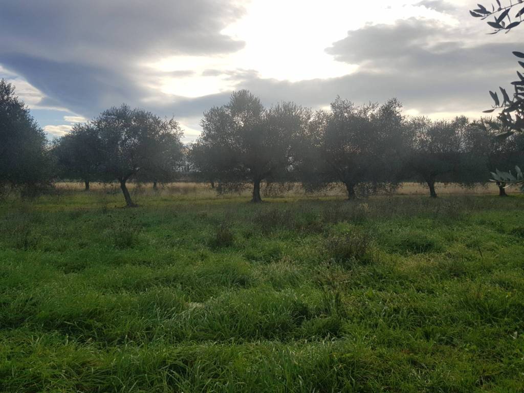 Terreno agricolo, vezzano ligure