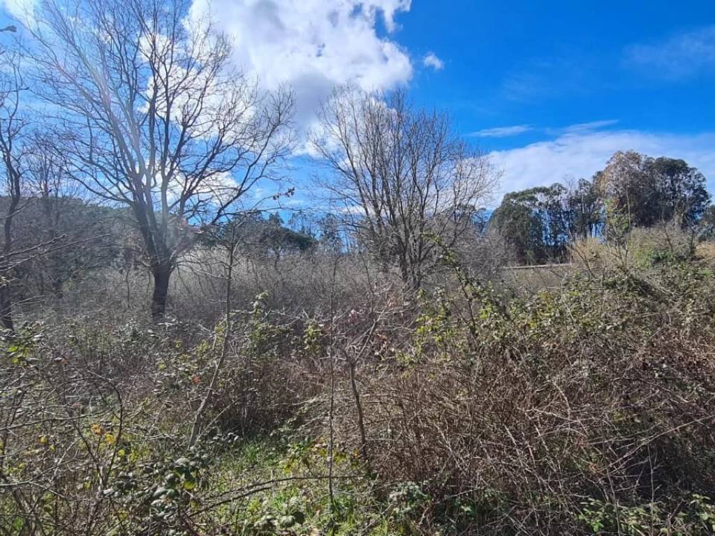 Terreno agricolo, piombino