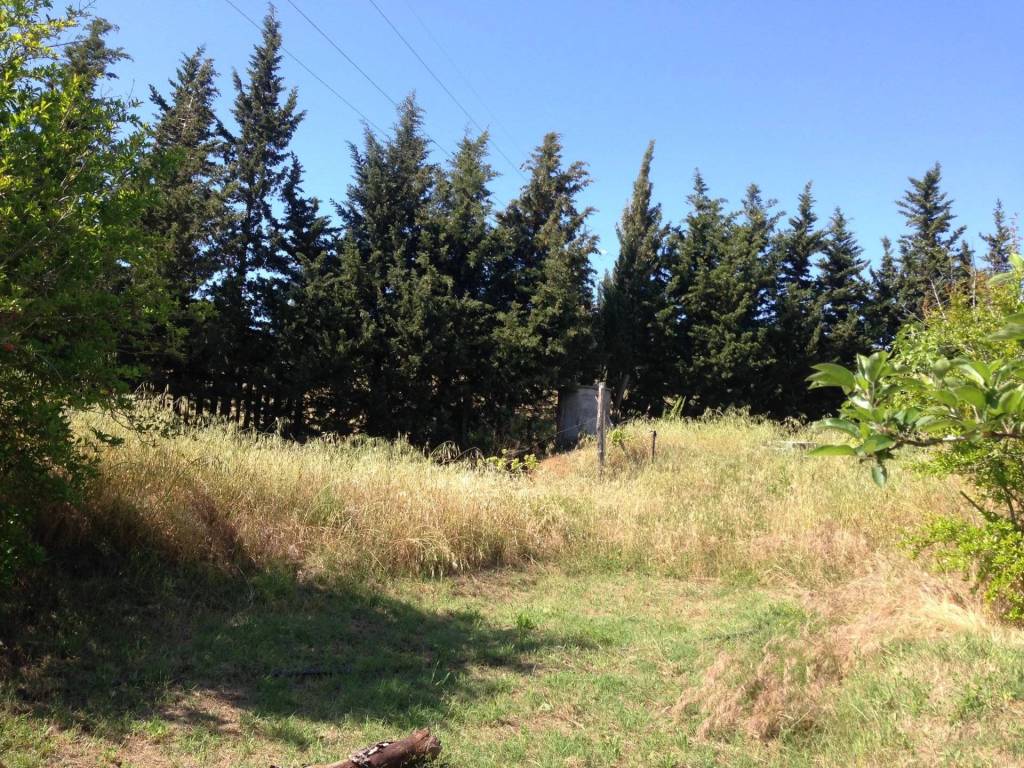 Terreno agricolo, piombino